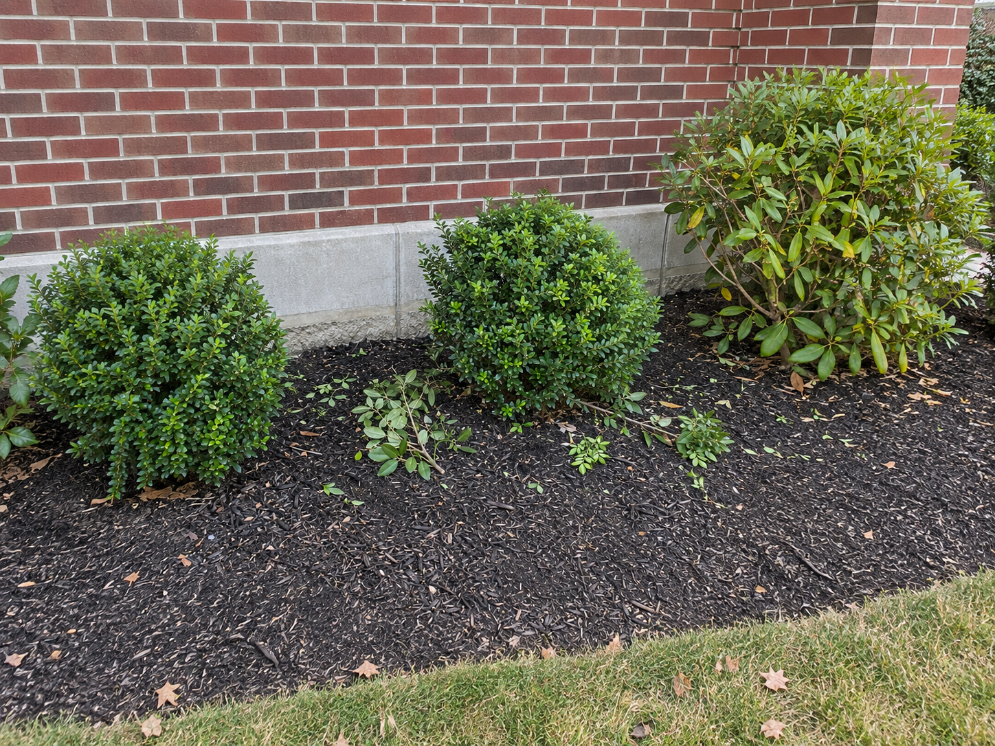 Cut branches left in a mulch bed beside a bank branch